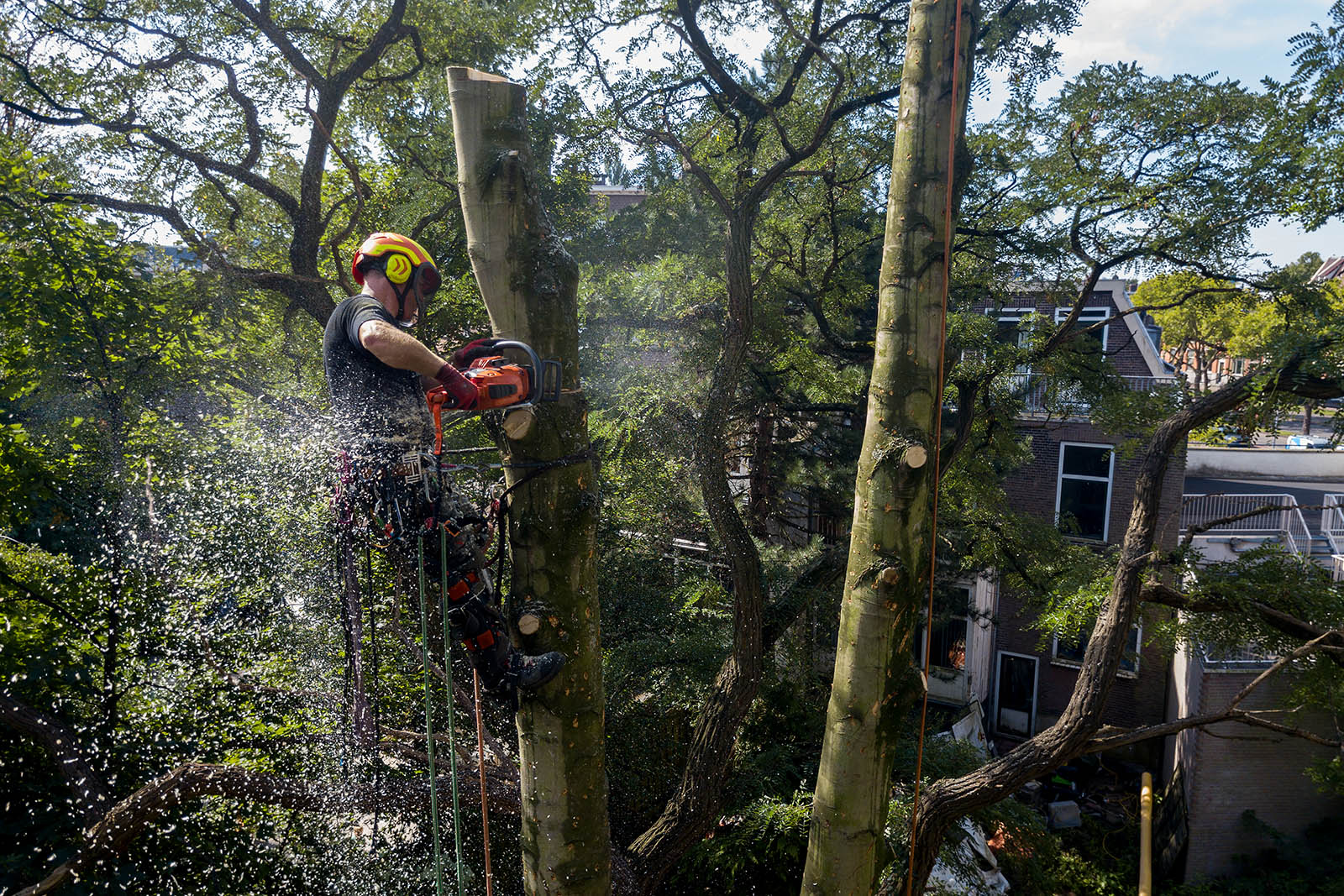 Hudig boomverzorging kappen rooien snoeien frezen afvoeren verplanten